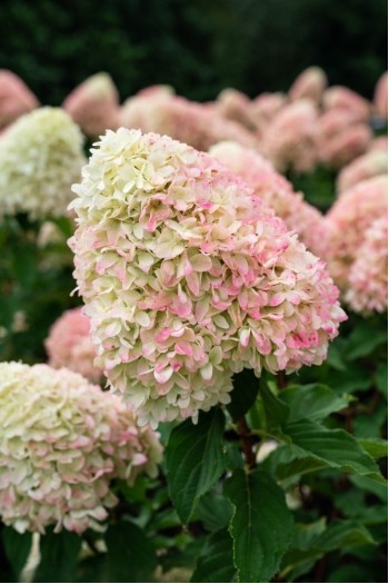 Гортензія волотиста ’Лівінг Саммер Лав’ (біло-рожева)|Hydrangea paniculata ‘Living Summer Love’|Гортензия метельчатая ’Ливинг Саммер Лав’ (бело-розовая)